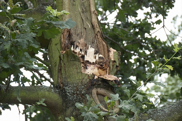 2010/193/GB 20100815 011 Stormschade Pieter Christiaanhof.jpg